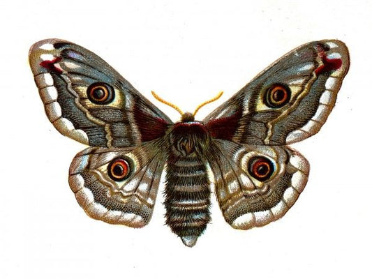 Papillon Test